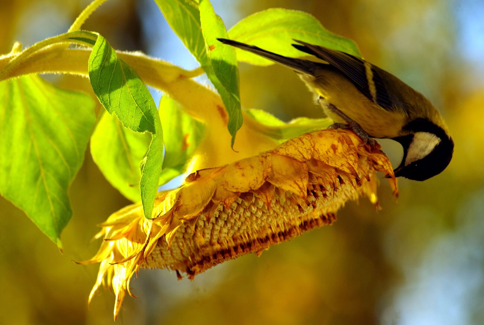 Pentax K-30 sample photo. Tit, sunflower, food photography