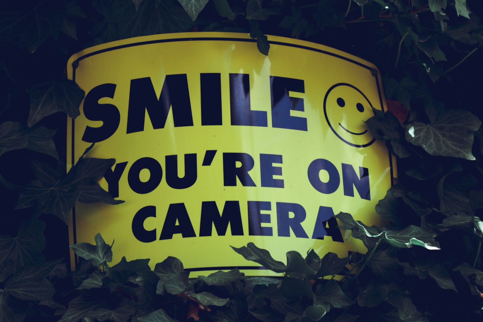 Nikon D5600 sample photo. Sign, yellow, smile photography
