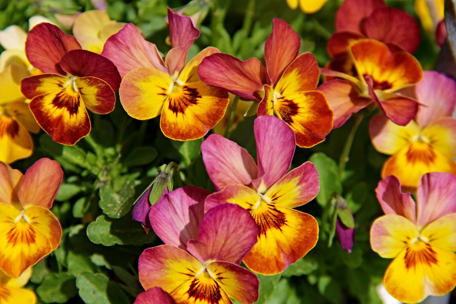 Canon EOS 1100D (EOS Rebel T3 / EOS Kiss X50) sample photo. Pansy, violet plant, violet photography