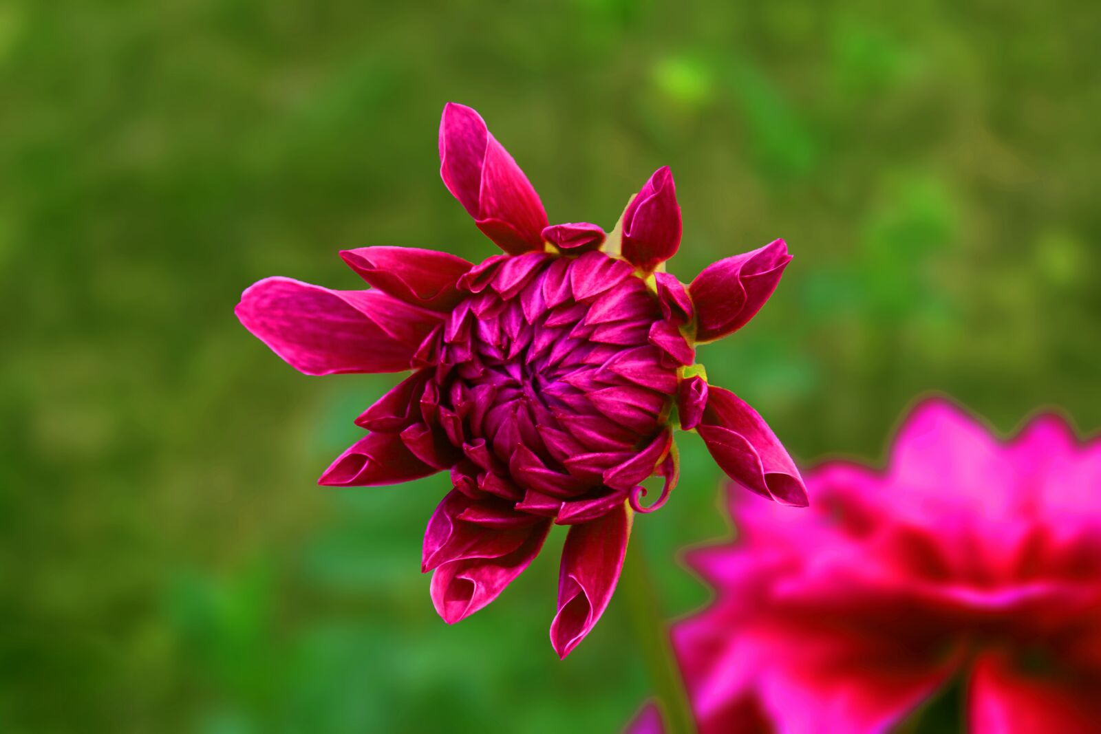 Canon EOS 1300D (EOS Rebel T6 / EOS Kiss X80) sample photo. Flower, green background, red photography
