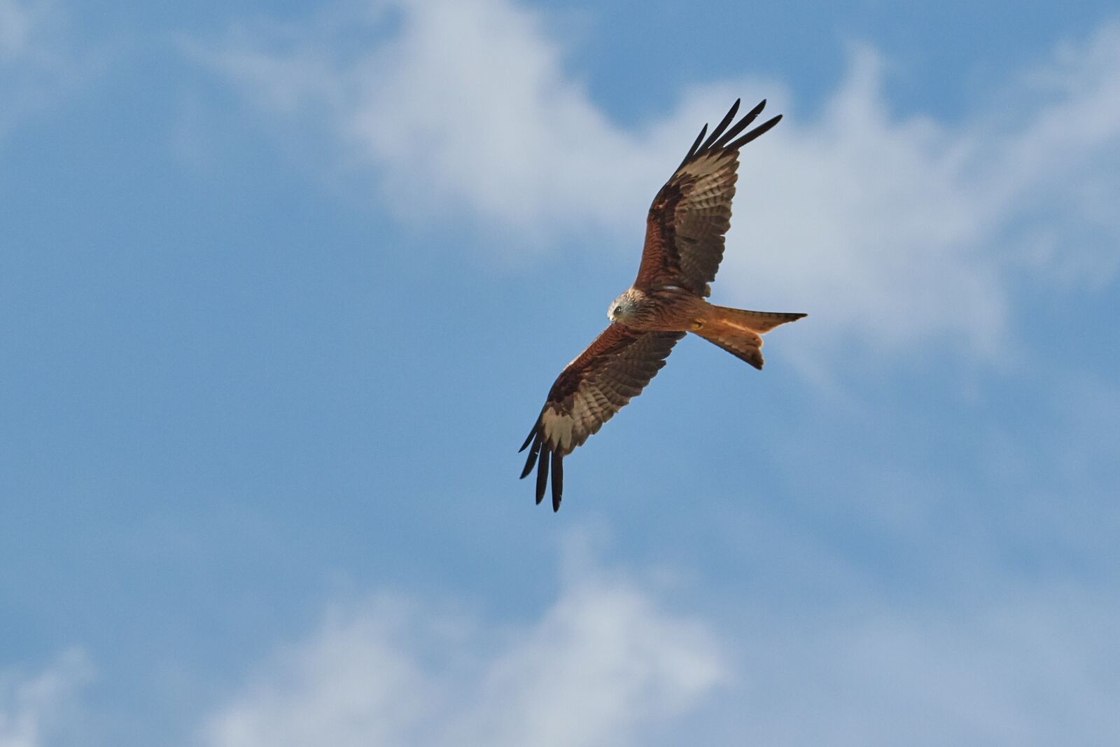 Canon EF 300mm F4L IS USM sample photo. Milan, bird of prey photography