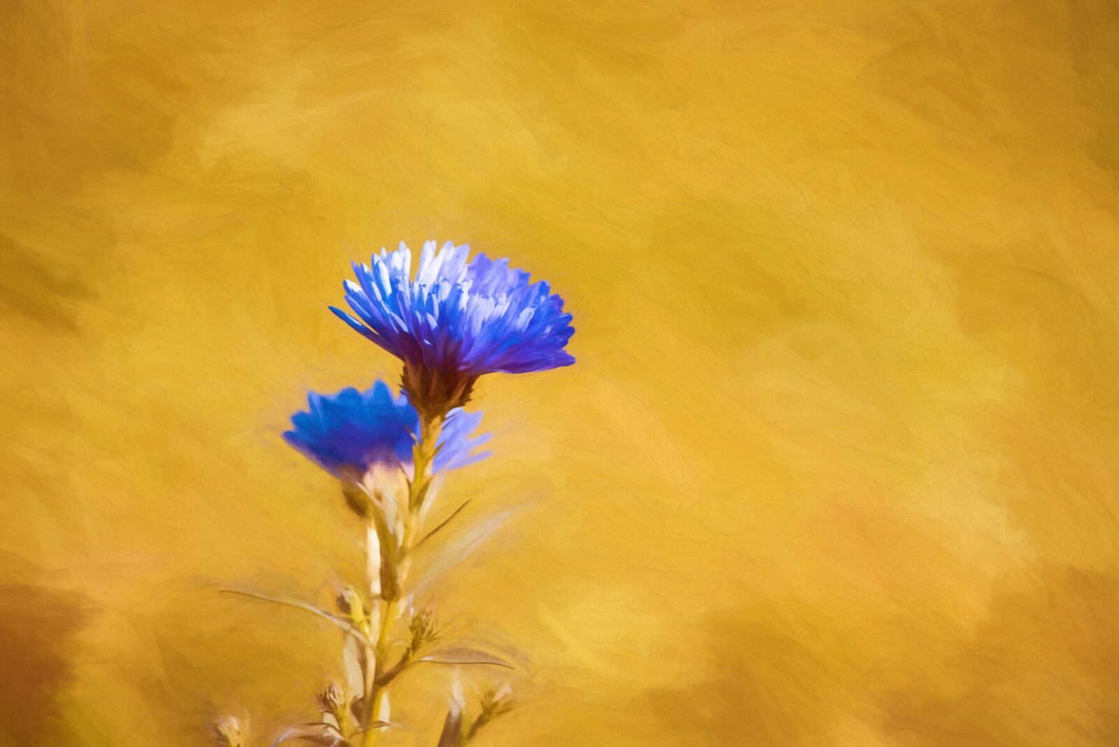 Nikon D750 sample photo. Asters, herbstastern, fall asters photography