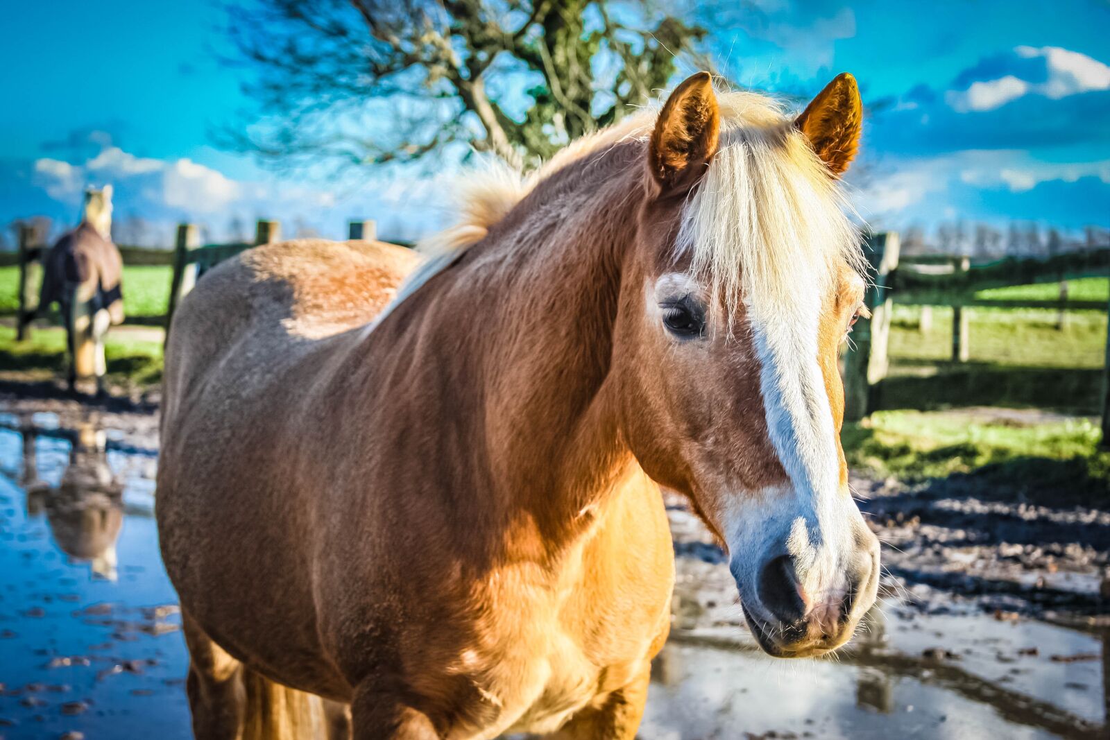 Canon EOS-1D Mark III + Canon EF 28-135mm F3.5-5.6 IS USM sample photo. Warmblut, horse, mare photography