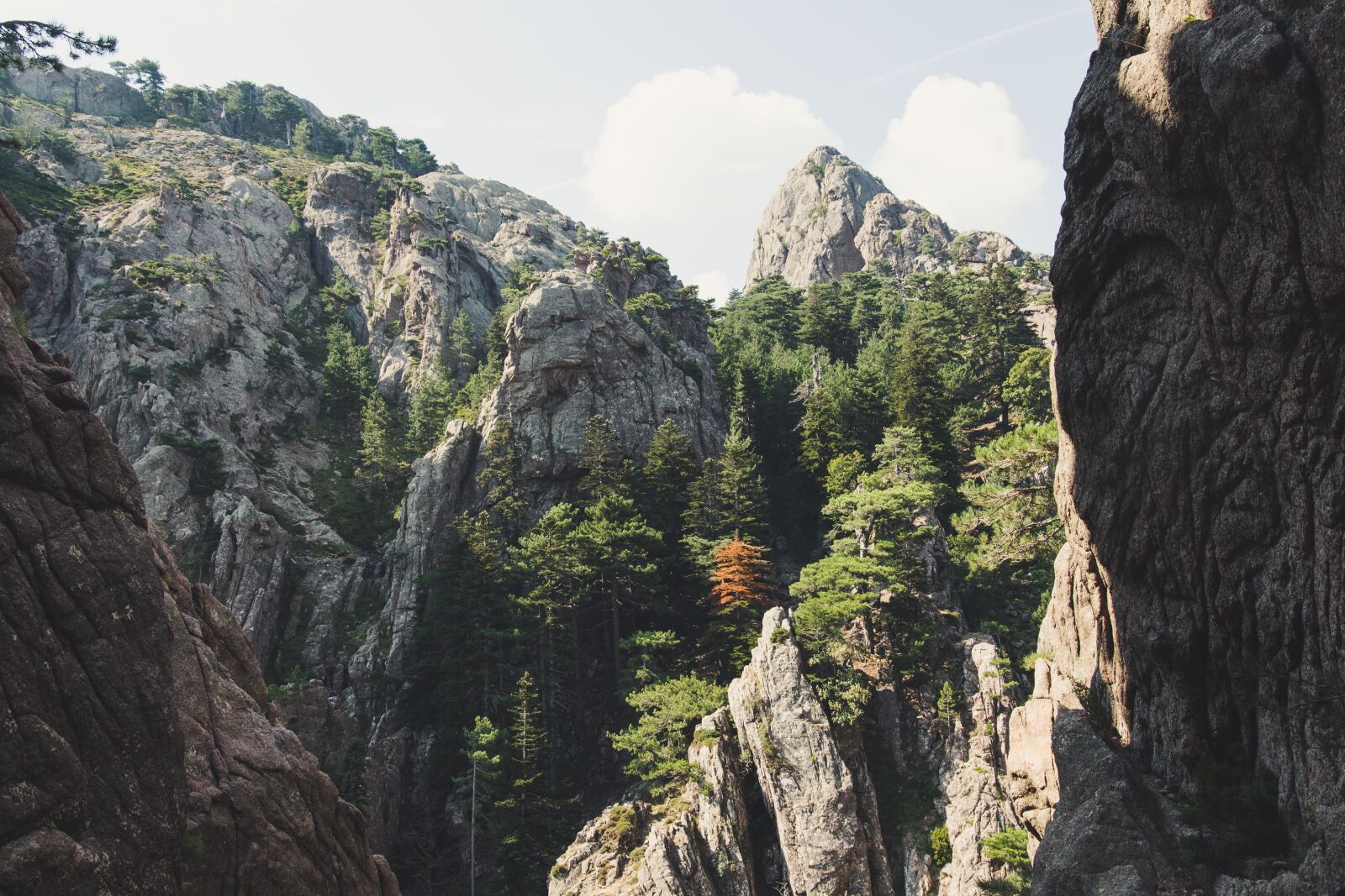 Nikon D5600 sample photo. Forest, mountain, corsican photography
