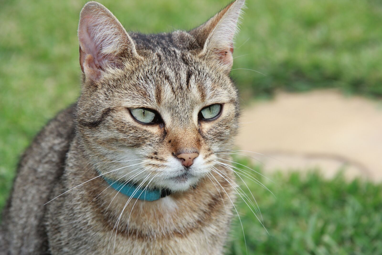 Canon EOS 60D sample photo. Cat, kitten, my favorite photography