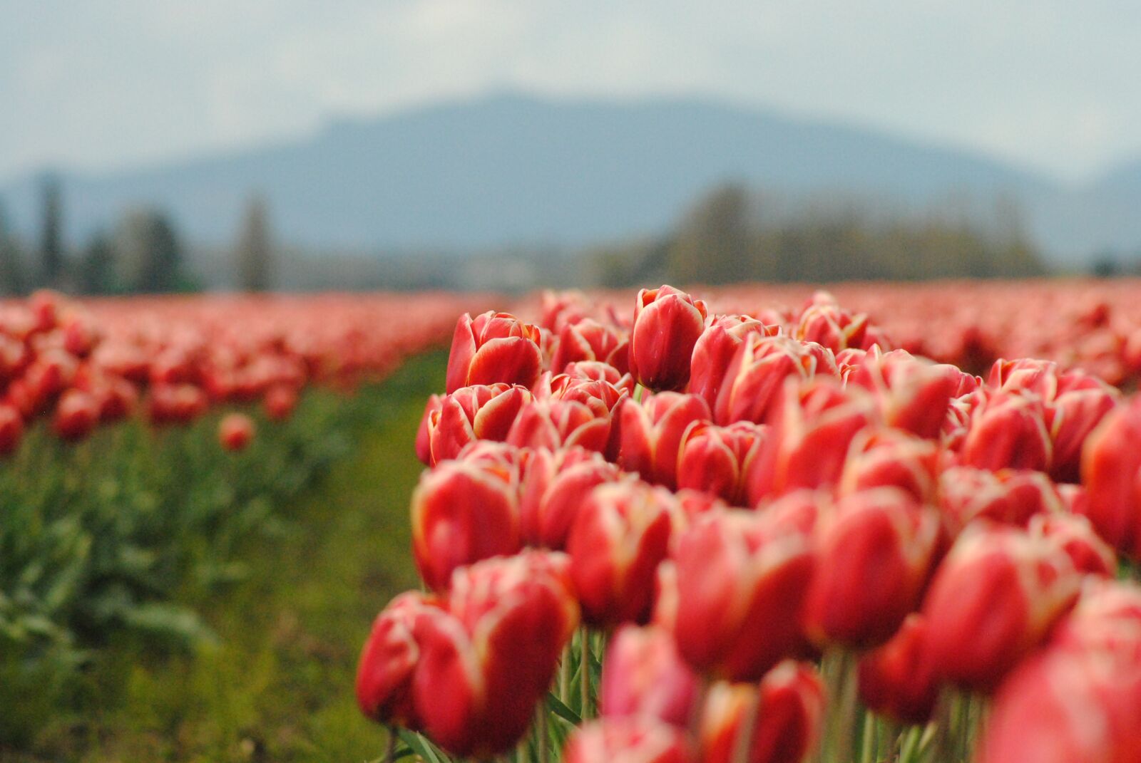 Nikon D3000 sample photo. Flowers, tulip, bloom photography