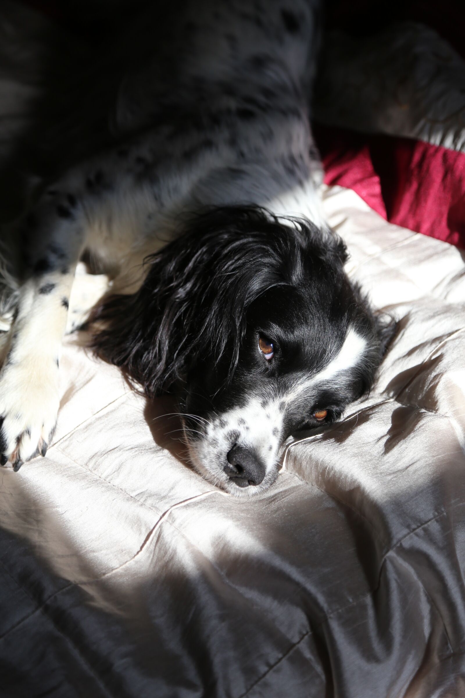 Canon EOS 6D + Canon EF 24-105mm F4L IS USM sample photo. Springer spaniel, relaxed, dog photography