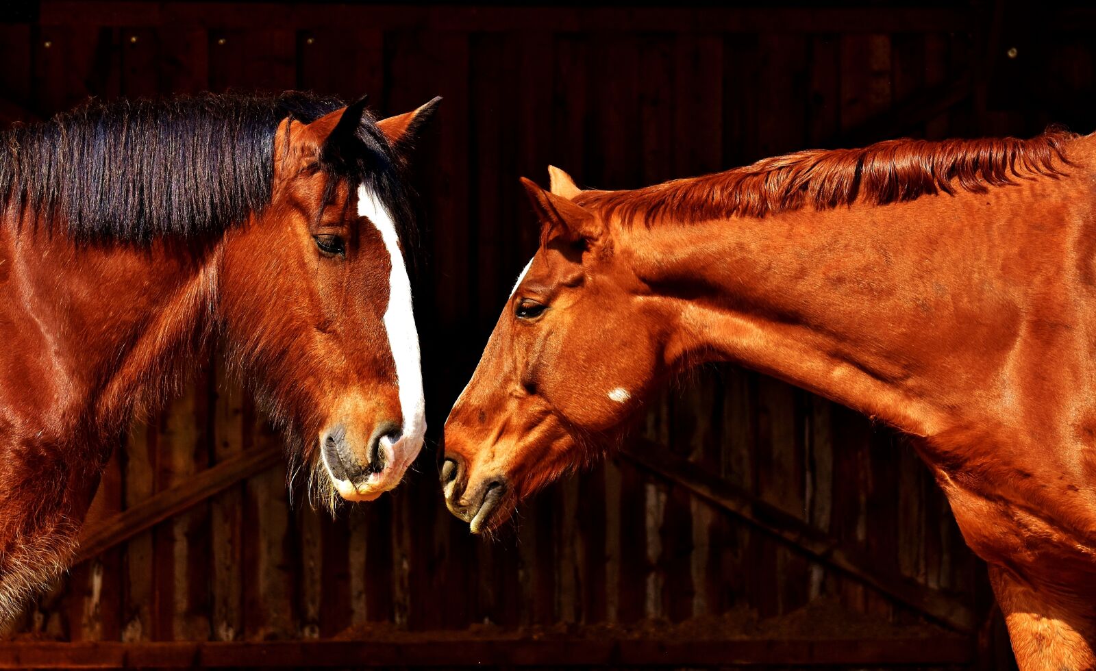 Nikon D7200 sample photo. Horses, friendship, horse stable photography