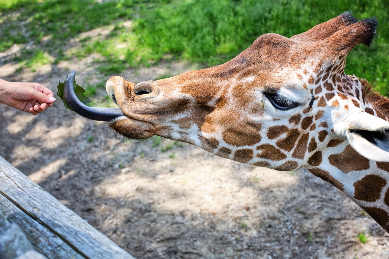 Canon EOS 5D Mark III sample photo. Giraffe, eating, feeding photography