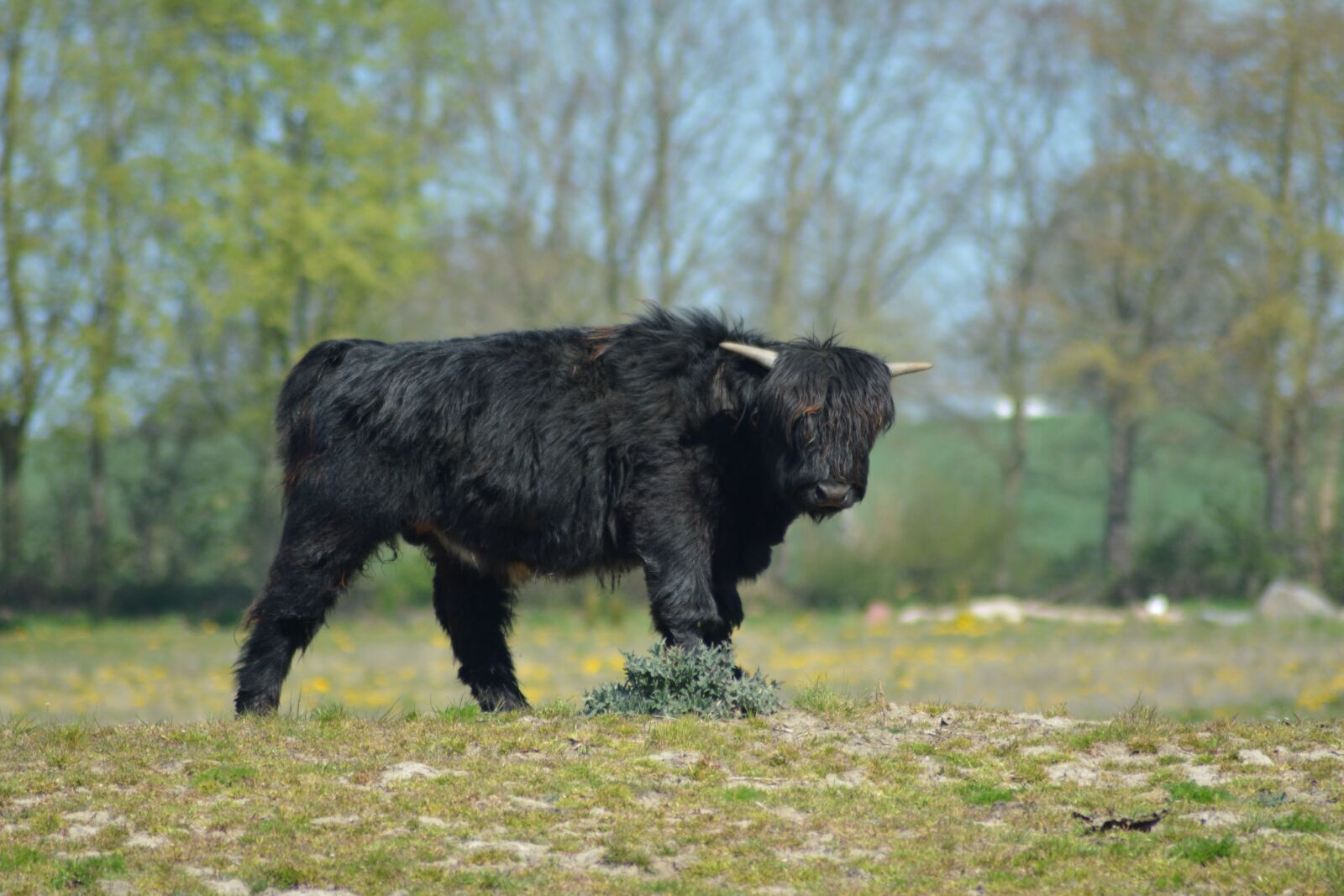 Nikon D5200 sample photo. Cattle, cow, expensive photography