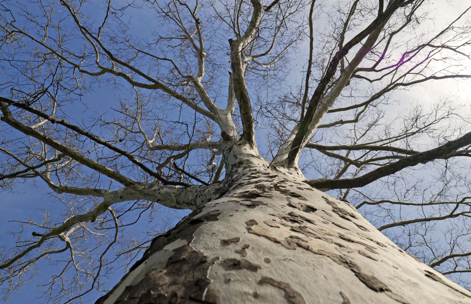 Nikon D5300 sample photo. Turntable, tree, arbor photography