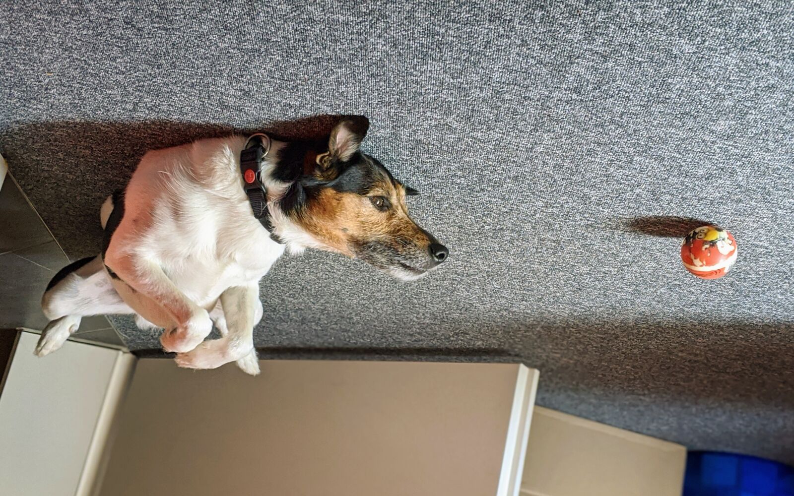 Google Pixel 3 sample photo. Dog, upside down, parson photography