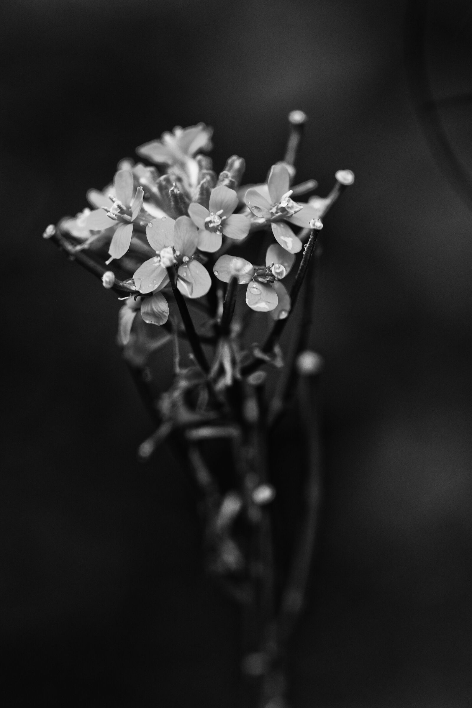 Canon EOS 7D Mark II sample photo. Flower, spring flower, nature photography