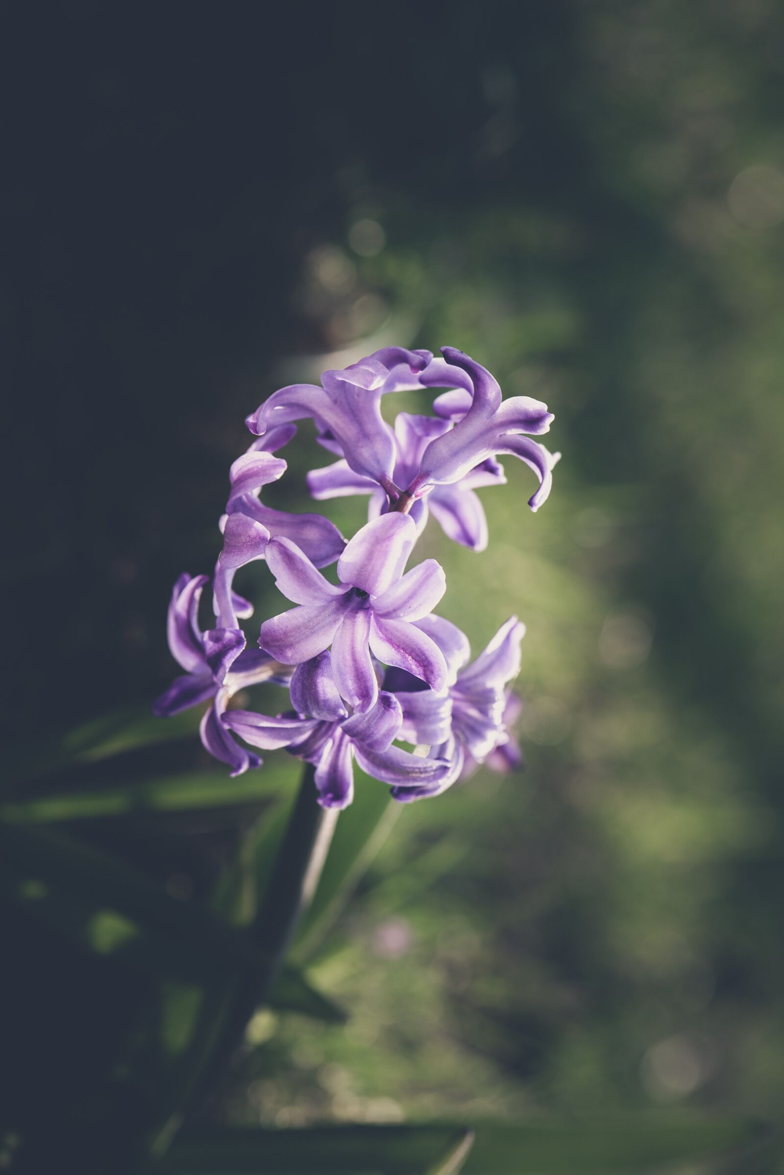 Nikon D750 sample photo. Hyacinth, flower, blossom photography