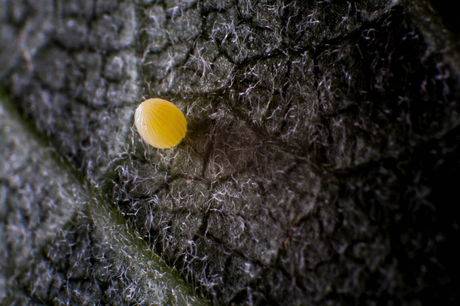 Canon EOS 5D Mark II sample photo. Monarch butterfly, egg, bug photography