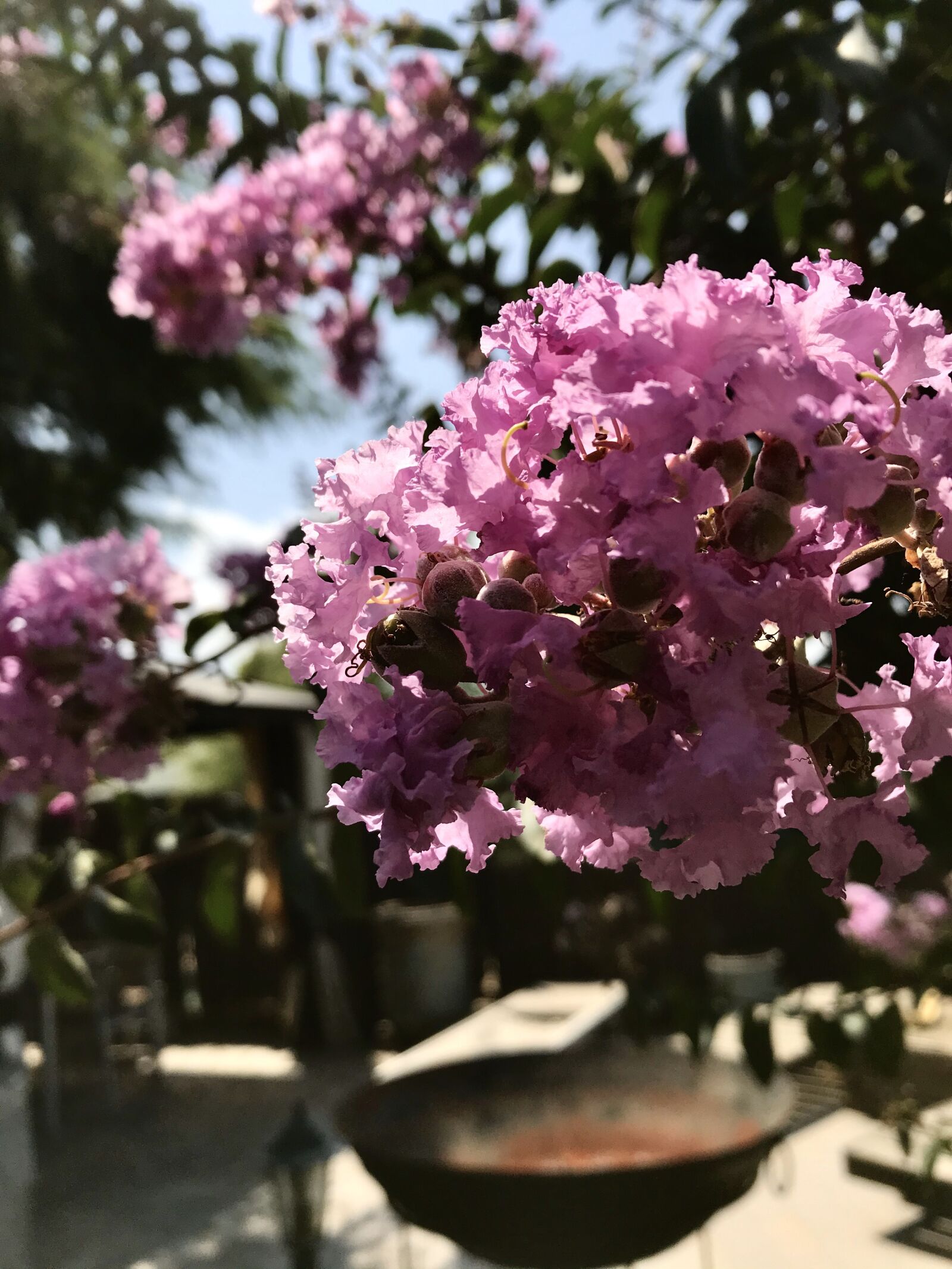 Apple iPad Pro (12.9-inch) (2nd generation) sample photo. Tree, rosa, flowers photography