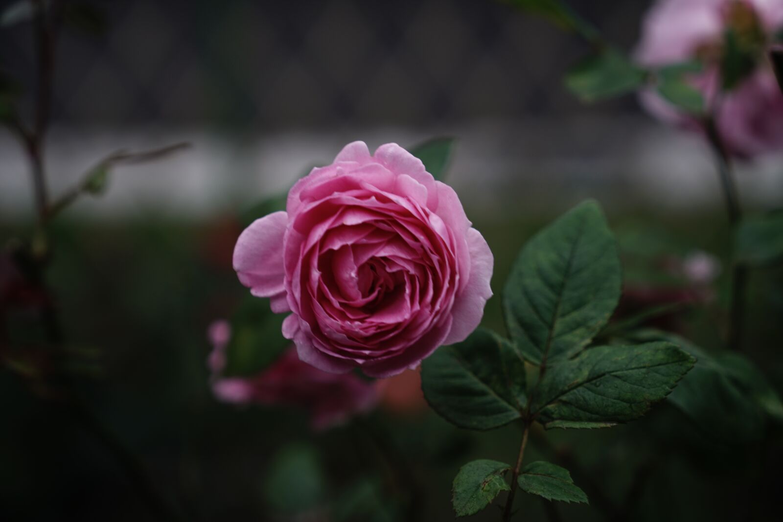 Sony a7R II + Sony Vario Tessar T* FE 24-70mm F4 ZA OSS sample photo. Rose, pink, bloom photography