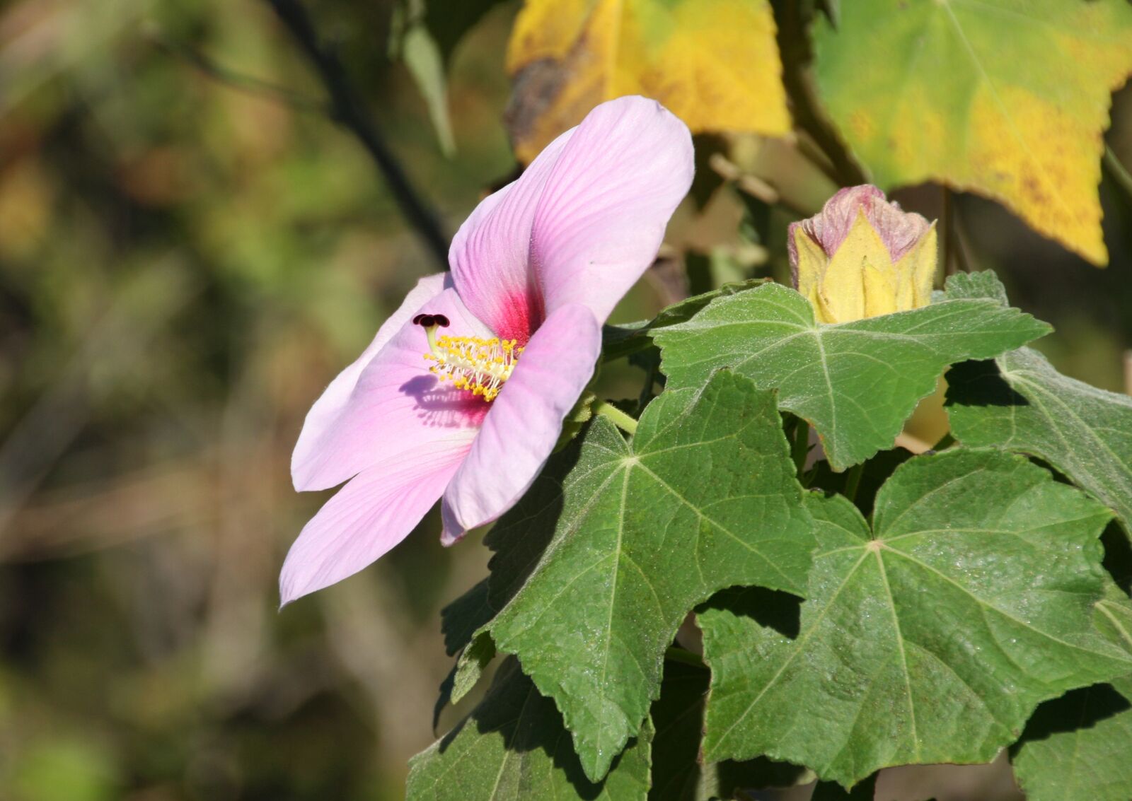 Canon EOS 40D sample photo. Mallow, flower, blossom photography