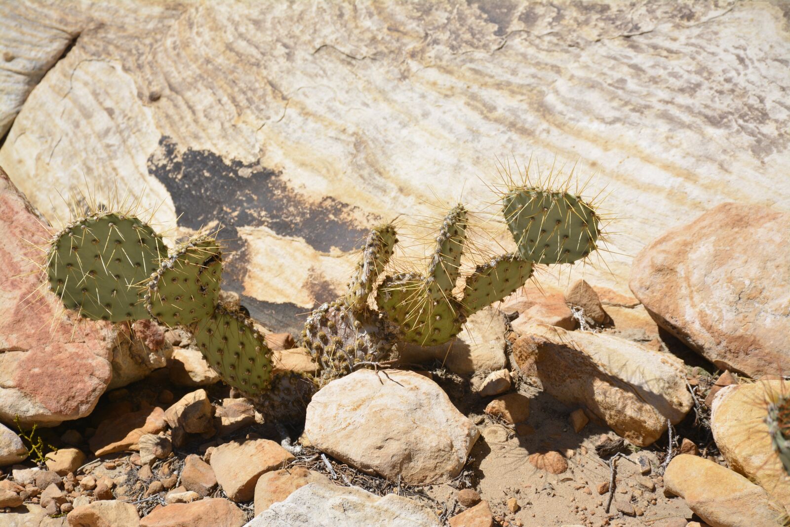 Nikon D7100 sample photo. Cactus, desert, vegetation photography