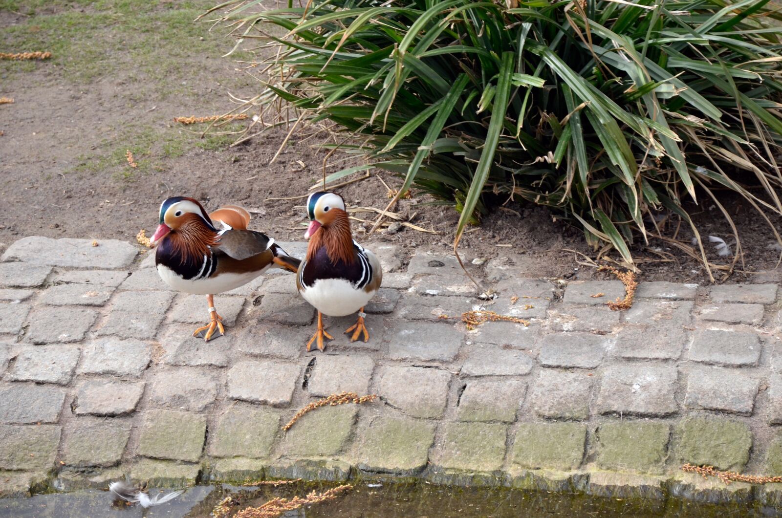 Nikon D5100 sample photo. Nature, bird, grass photography