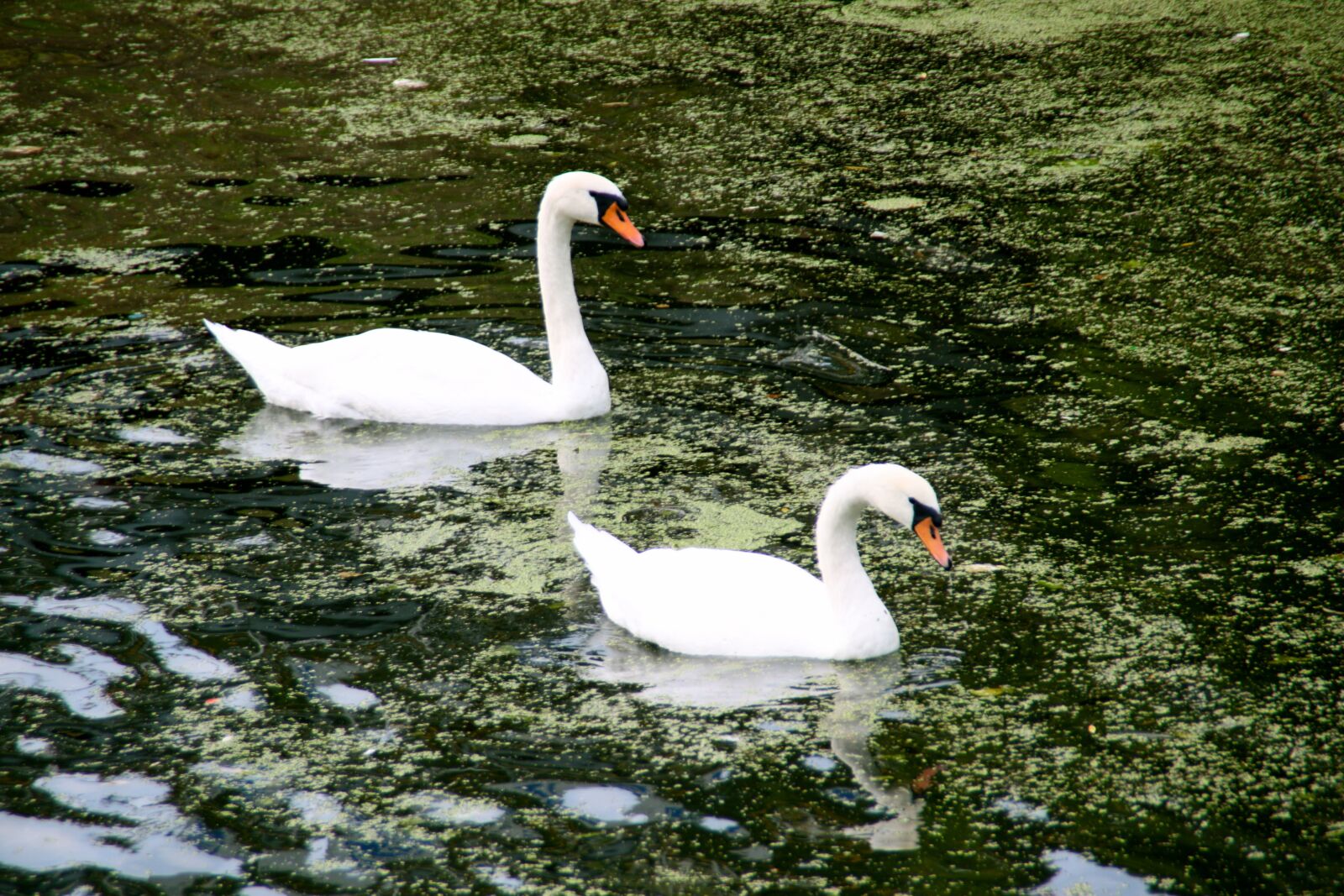 Canon EOS 450D (EOS Rebel XSi / EOS Kiss X2) sample photo. Holland, dutch, swan photography