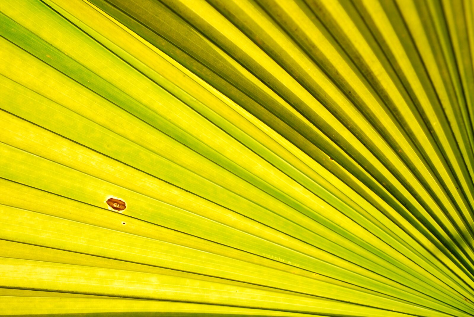 Nikon D60 sample photo. Palm trees, palm leaves photography