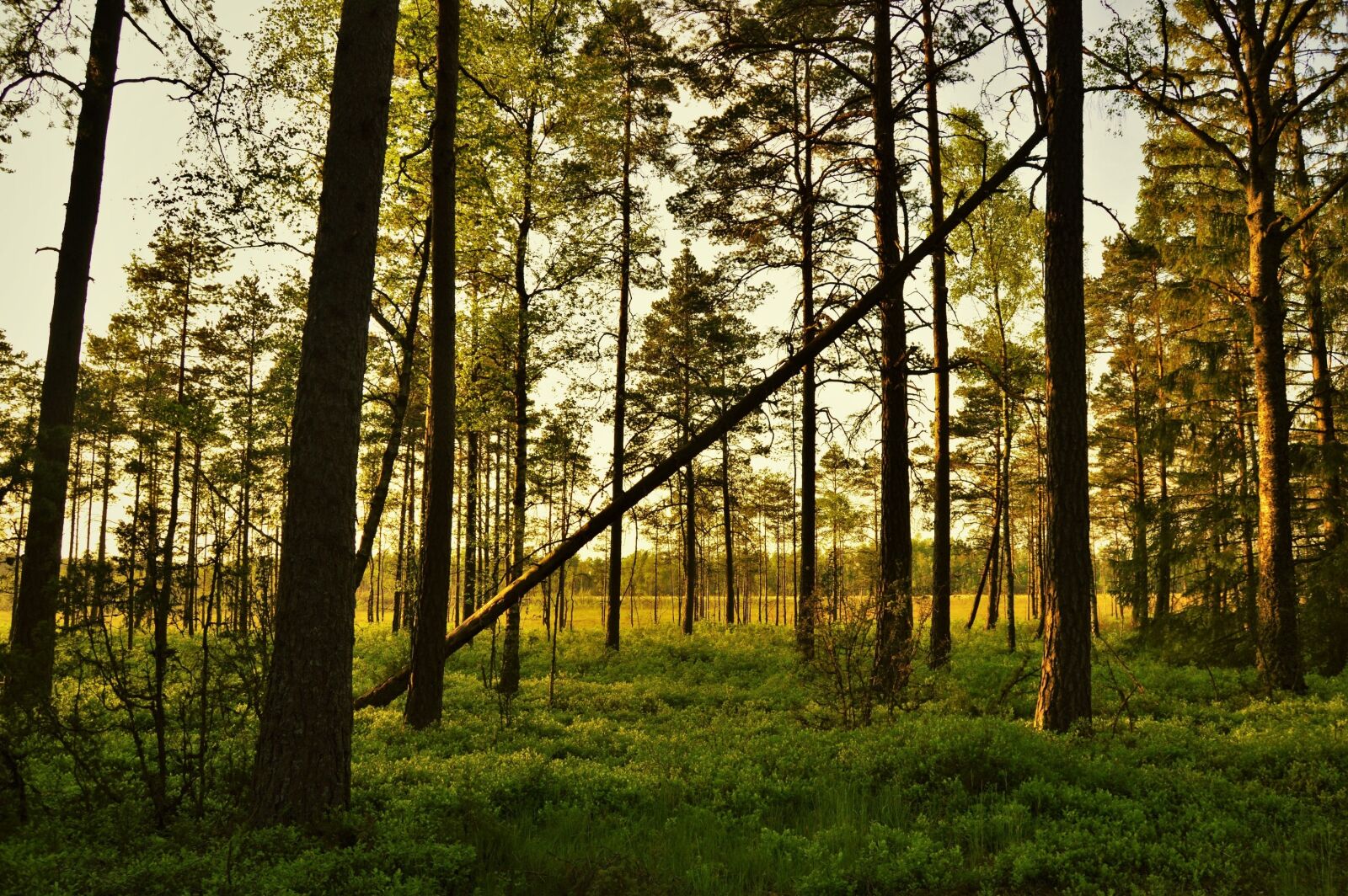 Nikon D3200 sample photo. Outdoor, nature, sunset photography