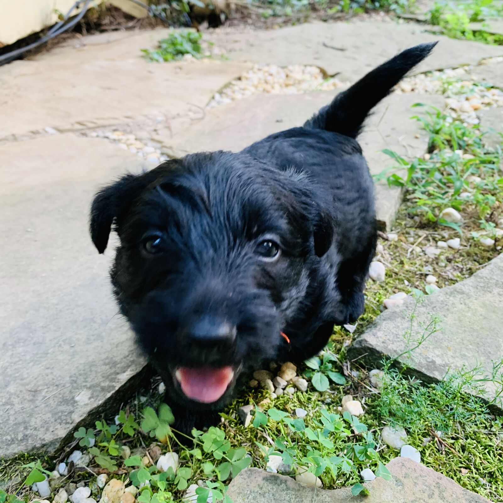 iPhone XR back camera 4.25mm f/1.8 sample photo. Scottie dog, scottish terrier photography