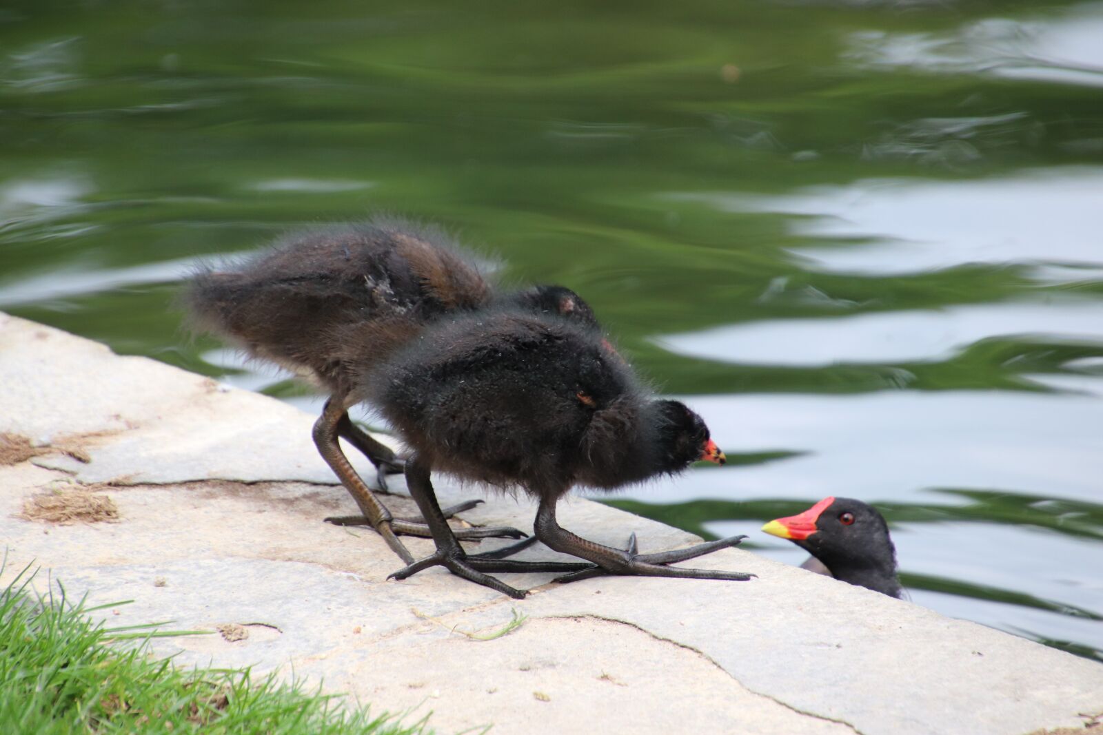 Canon EOS 800D (EOS Rebel T7i / EOS Kiss X9i) sample photo. Moorhen, chickens, small photography