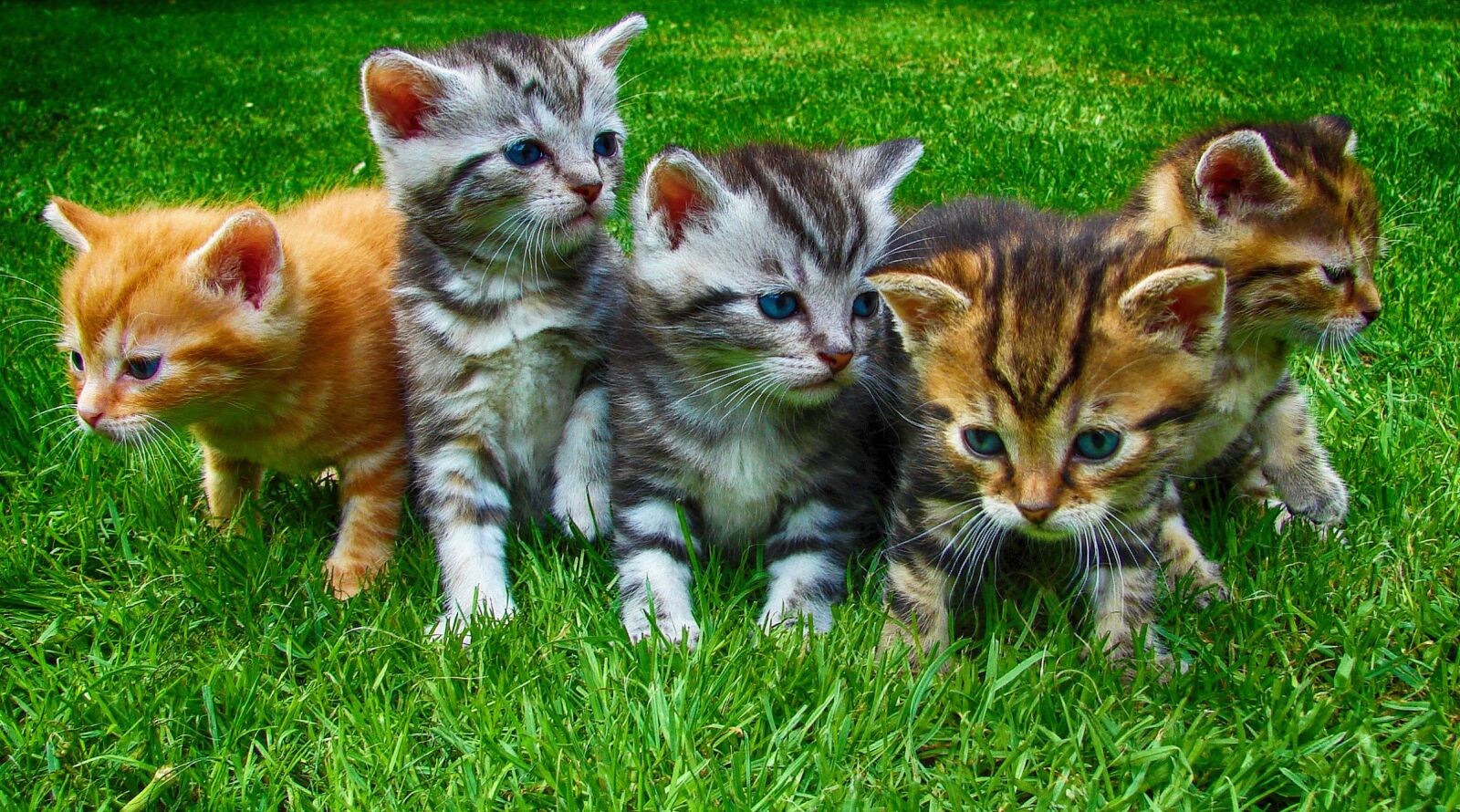 Sony DSC-H2 sample photo. Kittens, cats, pet photography
