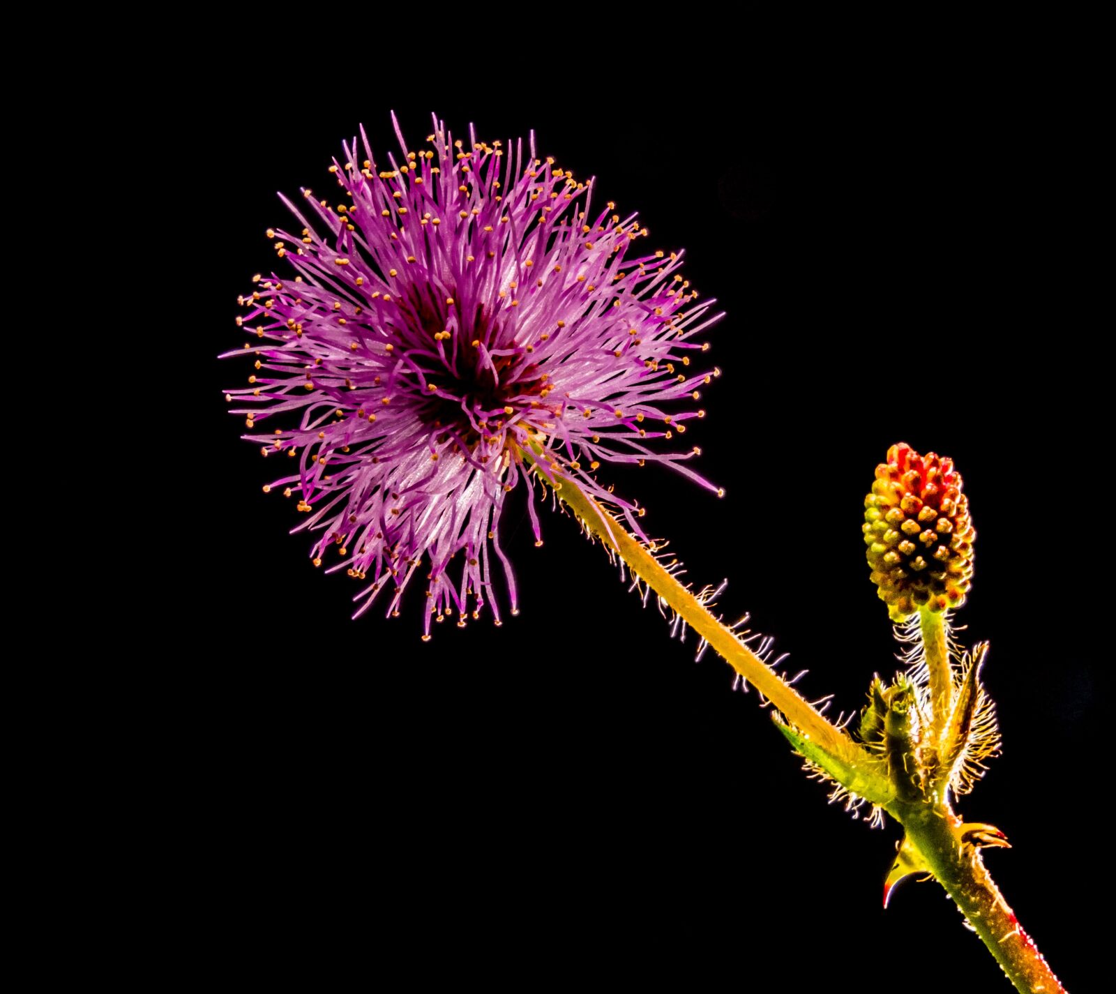 Fujifilm X-S1 sample photo. Small flower, flower, purple photography