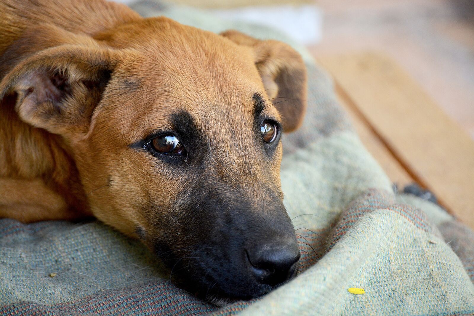 Nikon D5200 sample photo. Dog, look, sad photography