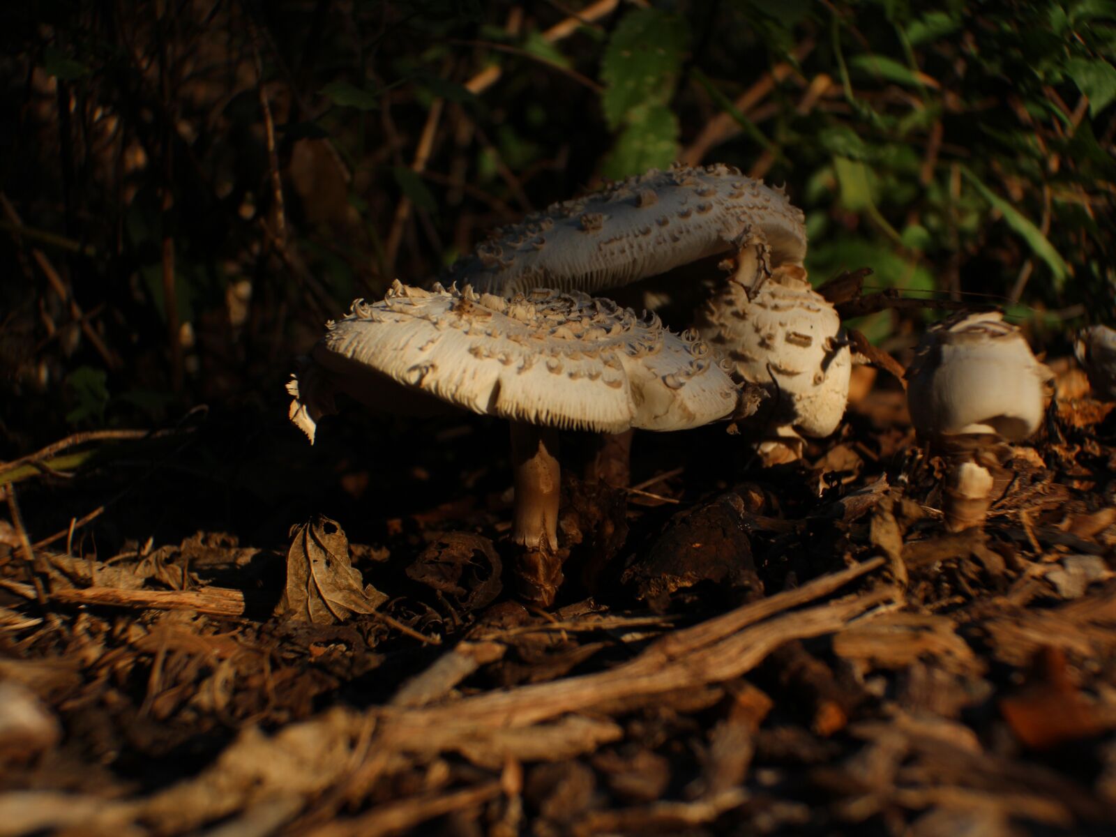 Canon EOS 650D (EOS Rebel T4i / EOS Kiss X6i) + Canon EF-S 18-55mm F3.5-5.6 IS II sample photo. Mushroom, fungus, plant photography