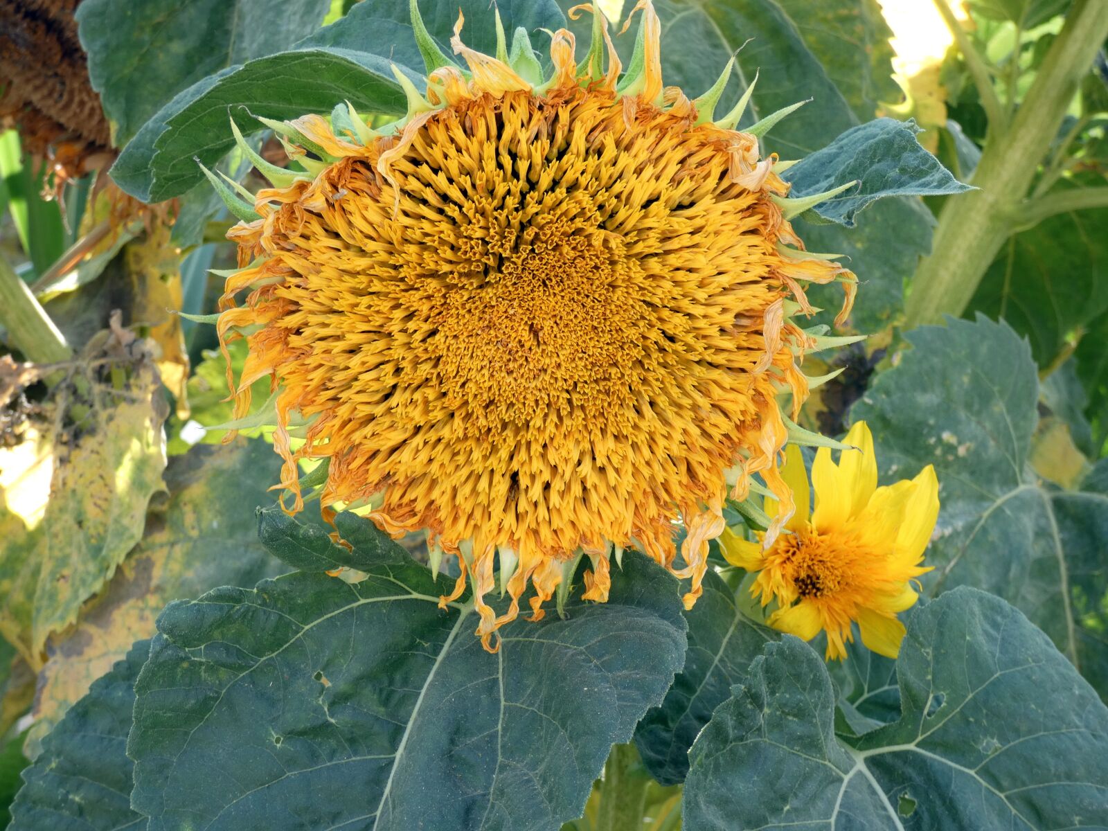 Panasonic Lumix DC-FZ80 (Lumix DC-FZ82) sample photo. Sunflower, h lianthus, yellow photography