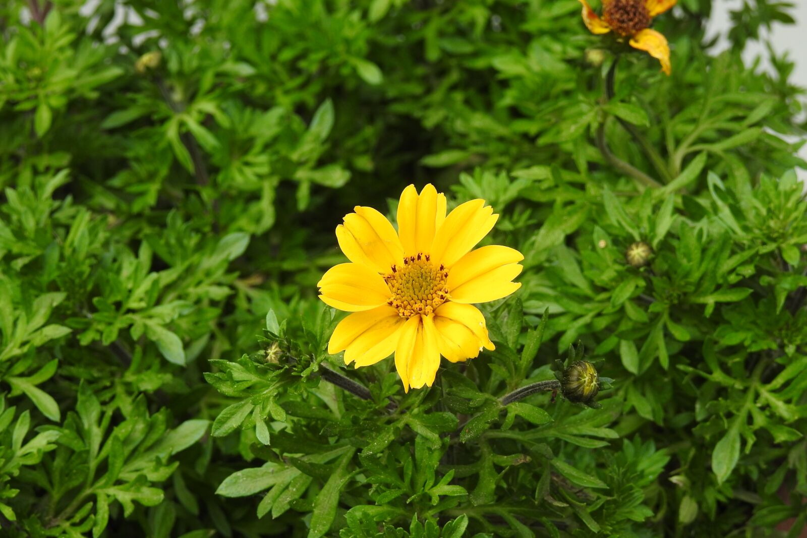 Nikon Coolpix P900 sample photo. Nature, plant, summer photography