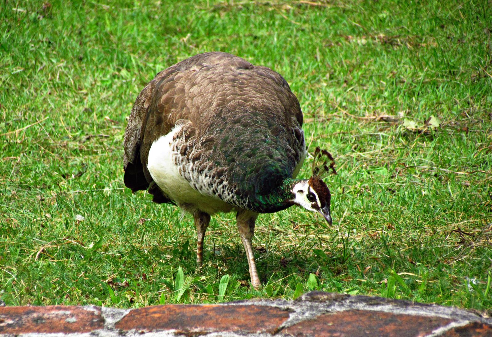 Canon PowerShot SX30 IS sample photo. Peacock, bird, nature photography