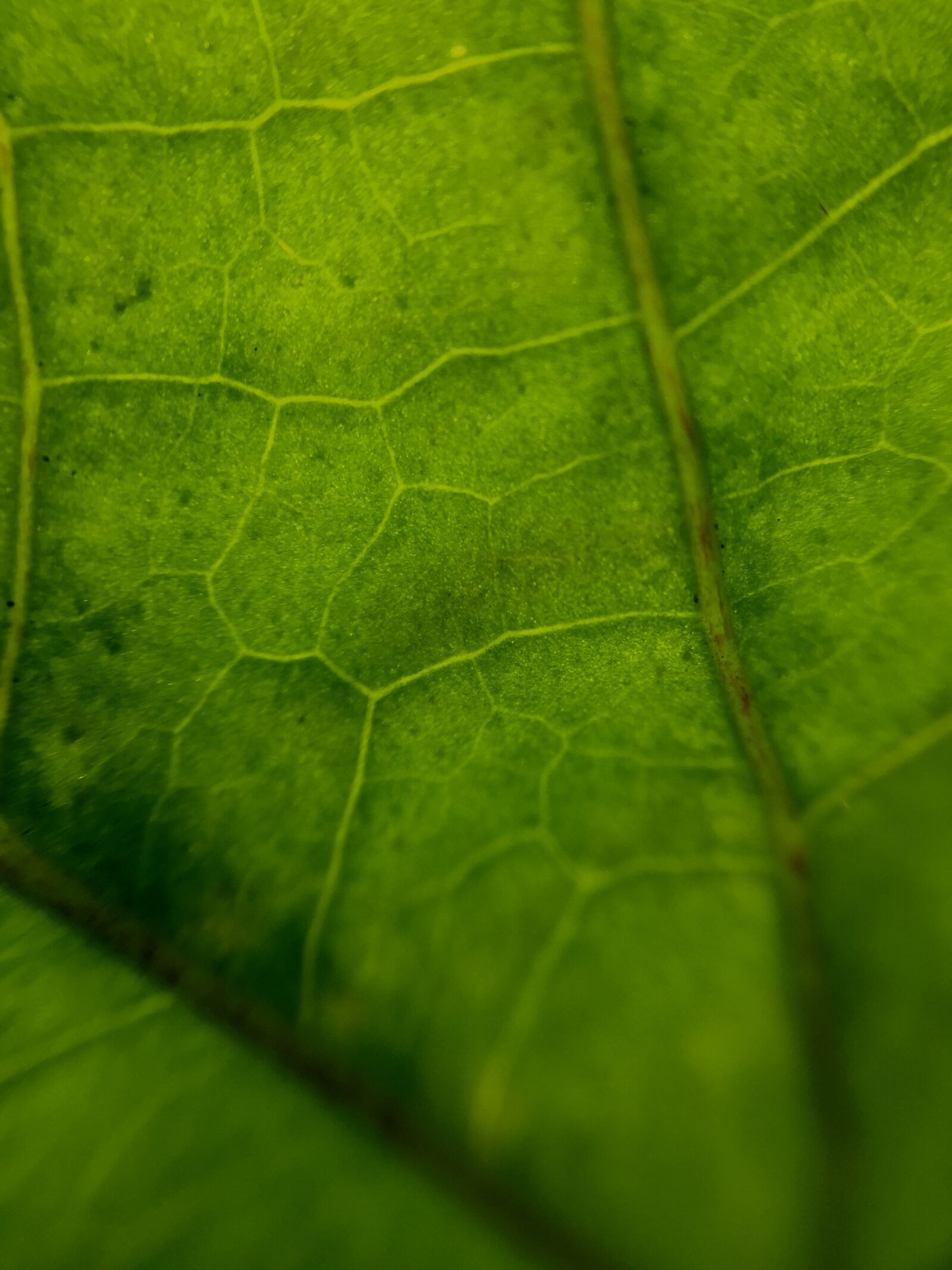 iPhone 6 back camera 4.15mm f/2.2 sample photo. Leaf, green, nature photography