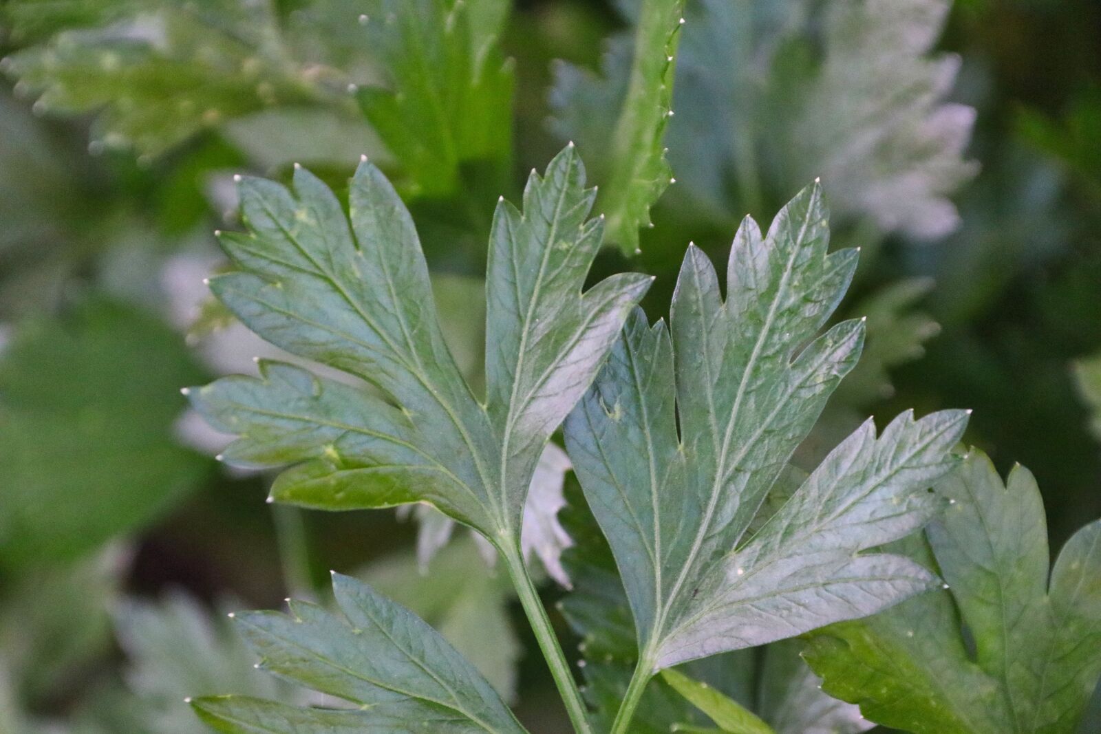 Canon EOS 80D sample photo. Parsley, spice, plant photography