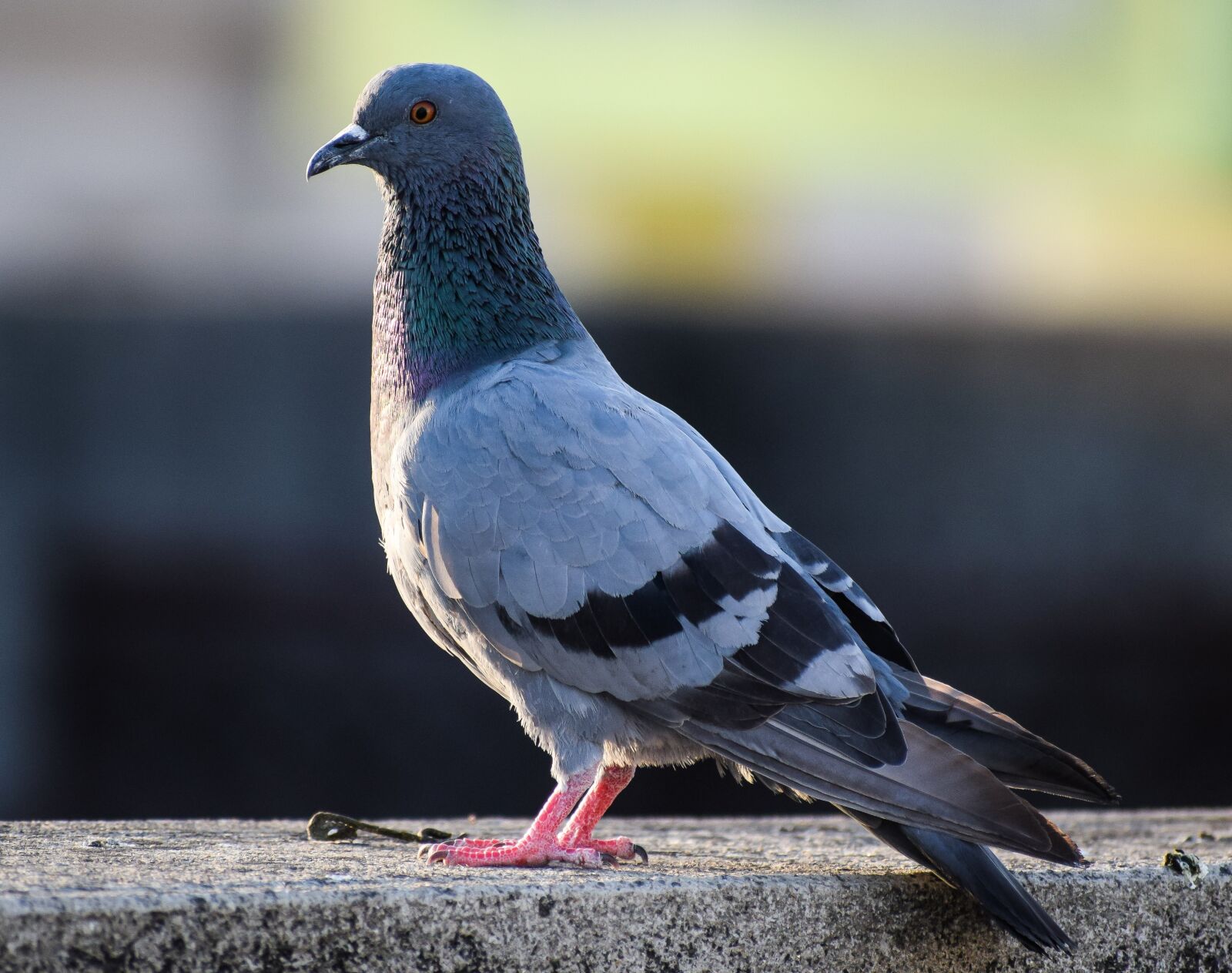 Nikon D3300 sample photo. Pigeon, bird, animal photography