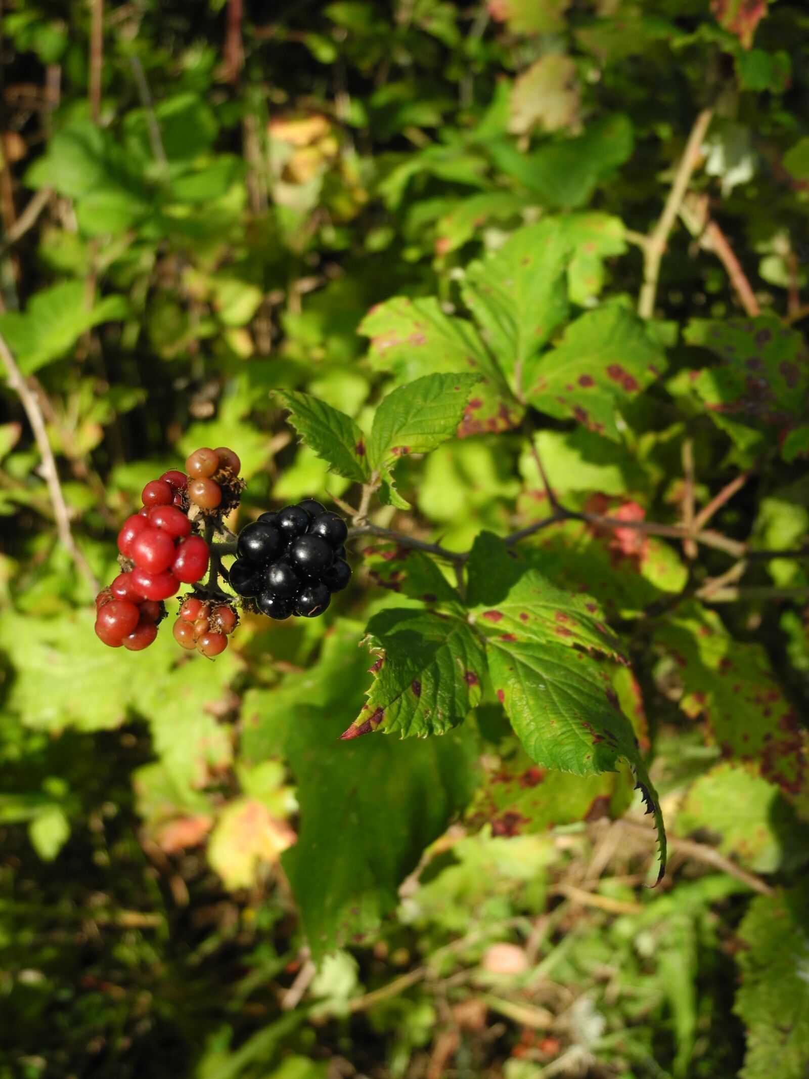 Nikon Coolpix P7000 sample photo. Woodland plant, non edible photography