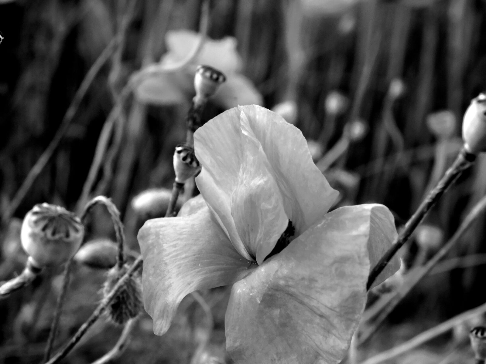 Nikon Coolpix L840 sample photo. Poppy, poppies in the photography