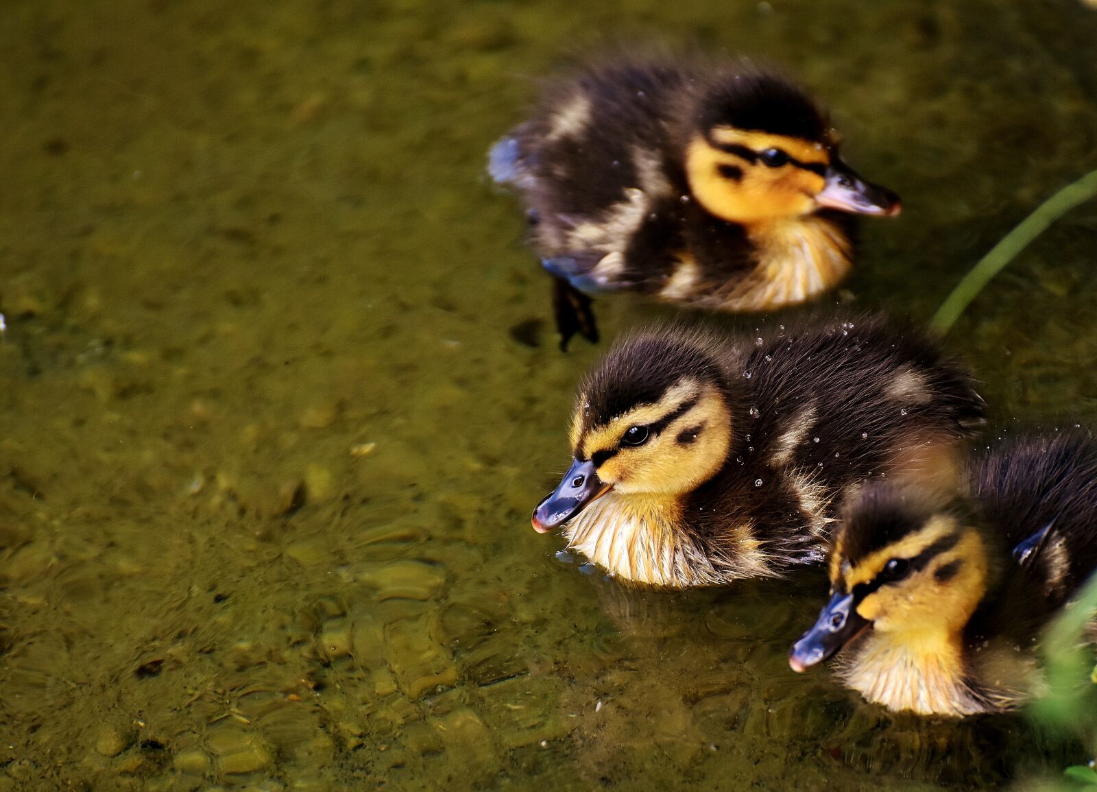 Nikon D7200 sample photo. Mallard, chicks, baby photography