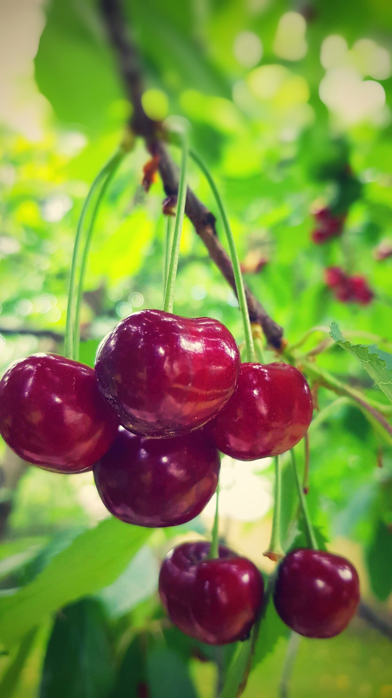 Samsung Galaxy S8 sample photo. Cherries, tree, fruit photography