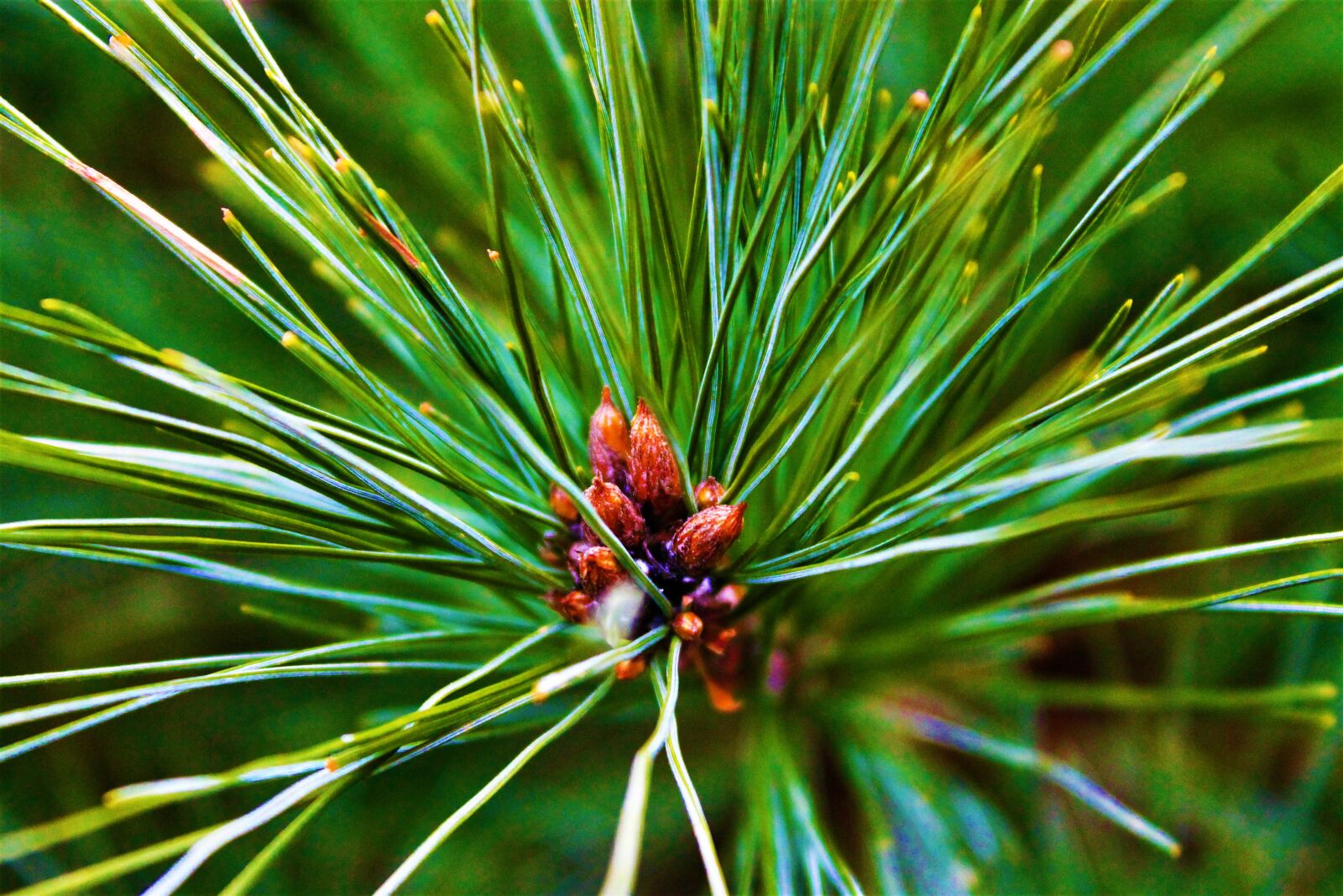 Canon EOS 1100D (EOS Rebel T3 / EOS Kiss X50) sample photo. Pine, tree, pine cone photography