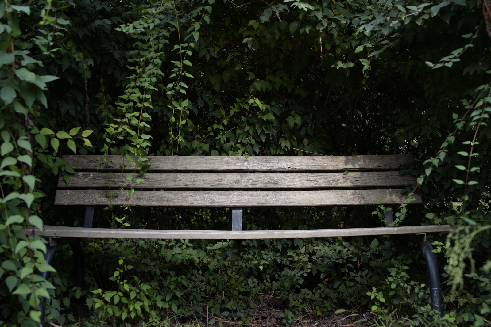 Sony Cyber-shot DSC-RX1R sample photo. Bench, wood, leaf photography