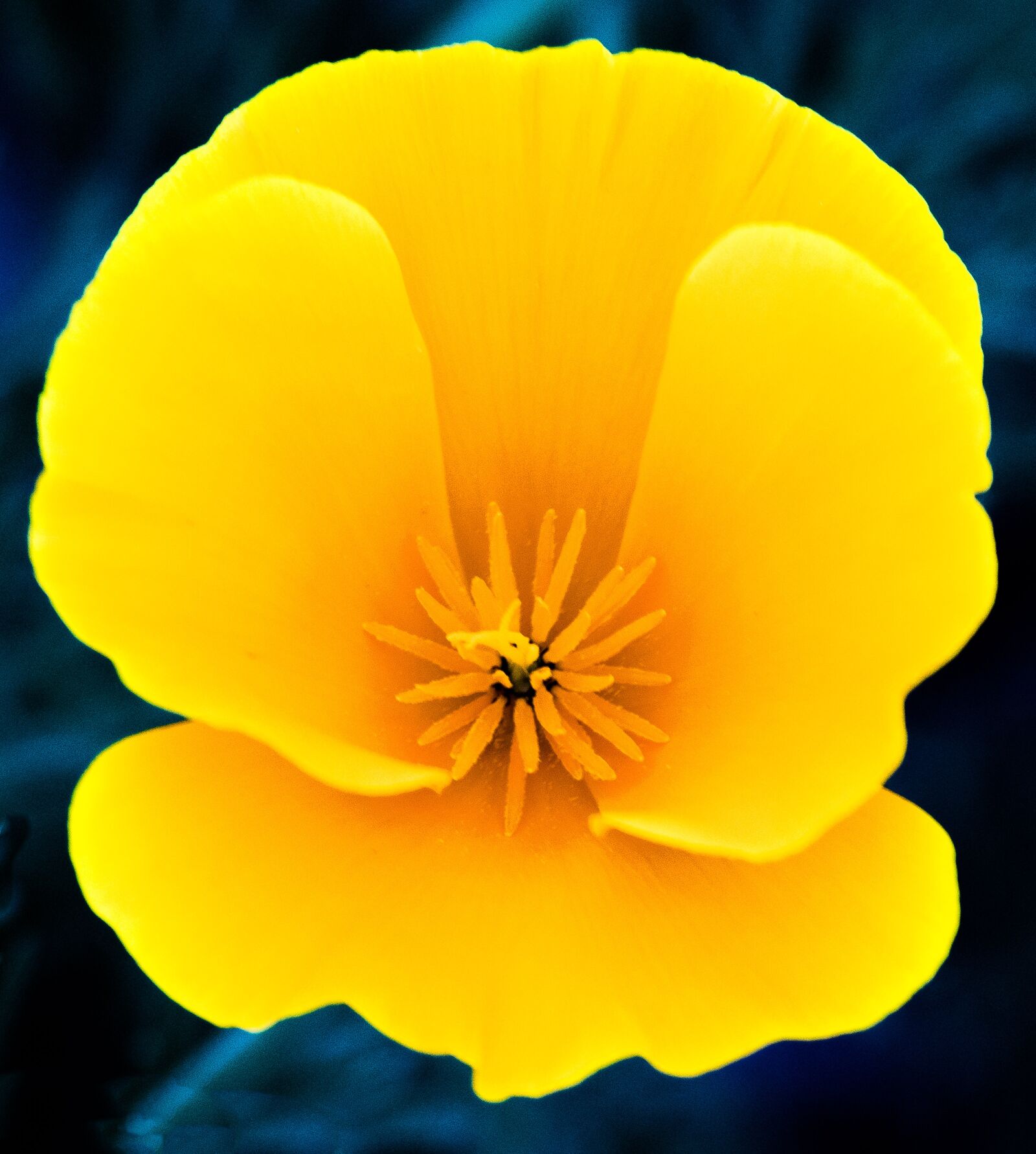 Nikon D3300 sample photo. Flower, yellow, spring photography