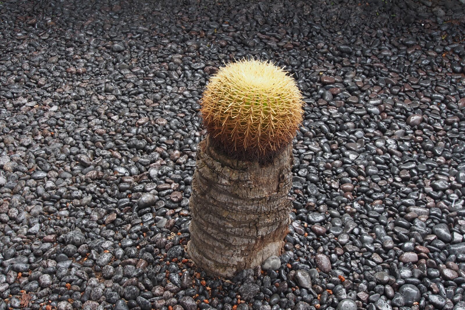 Olympus OM-D E-M5 sample photo. Cactus, single, succulent photography