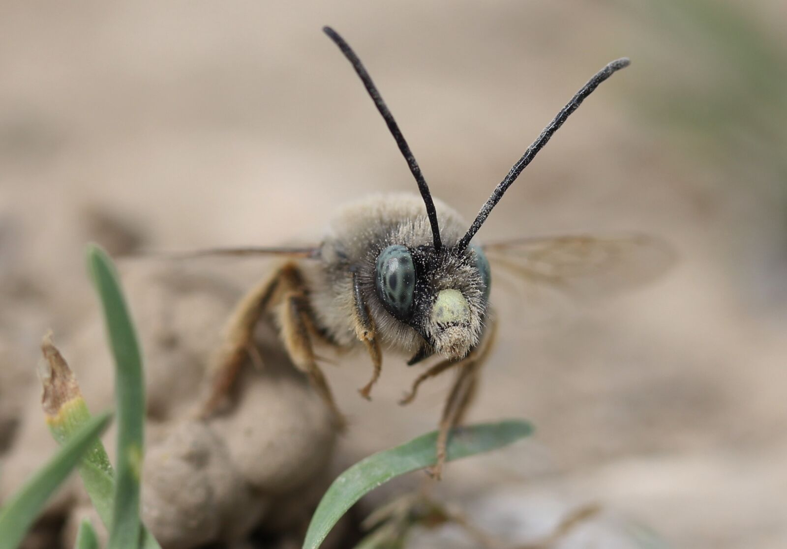 Canon EF-S 60mm F2.8 Macro USM sample photo. Bee, wild, macro photography