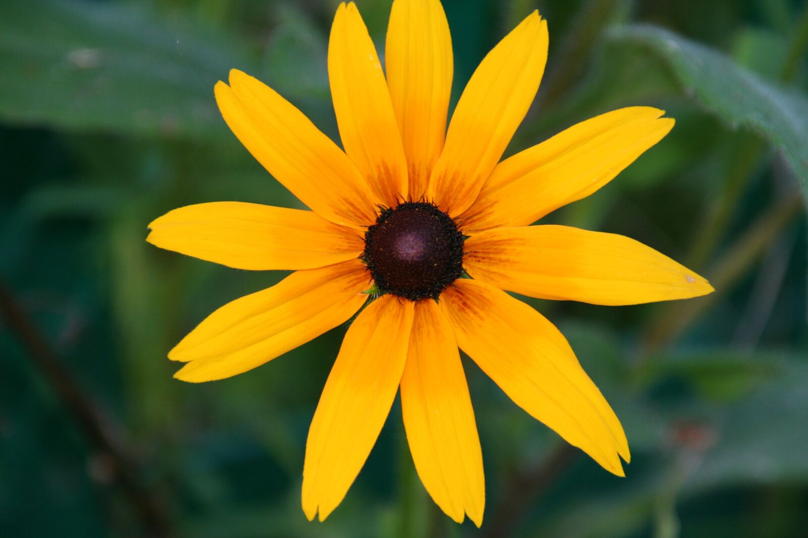 Canon EOS 350D (EOS Digital Rebel XT / EOS Kiss Digital N) sample photo. Flower, yellow, garden photography