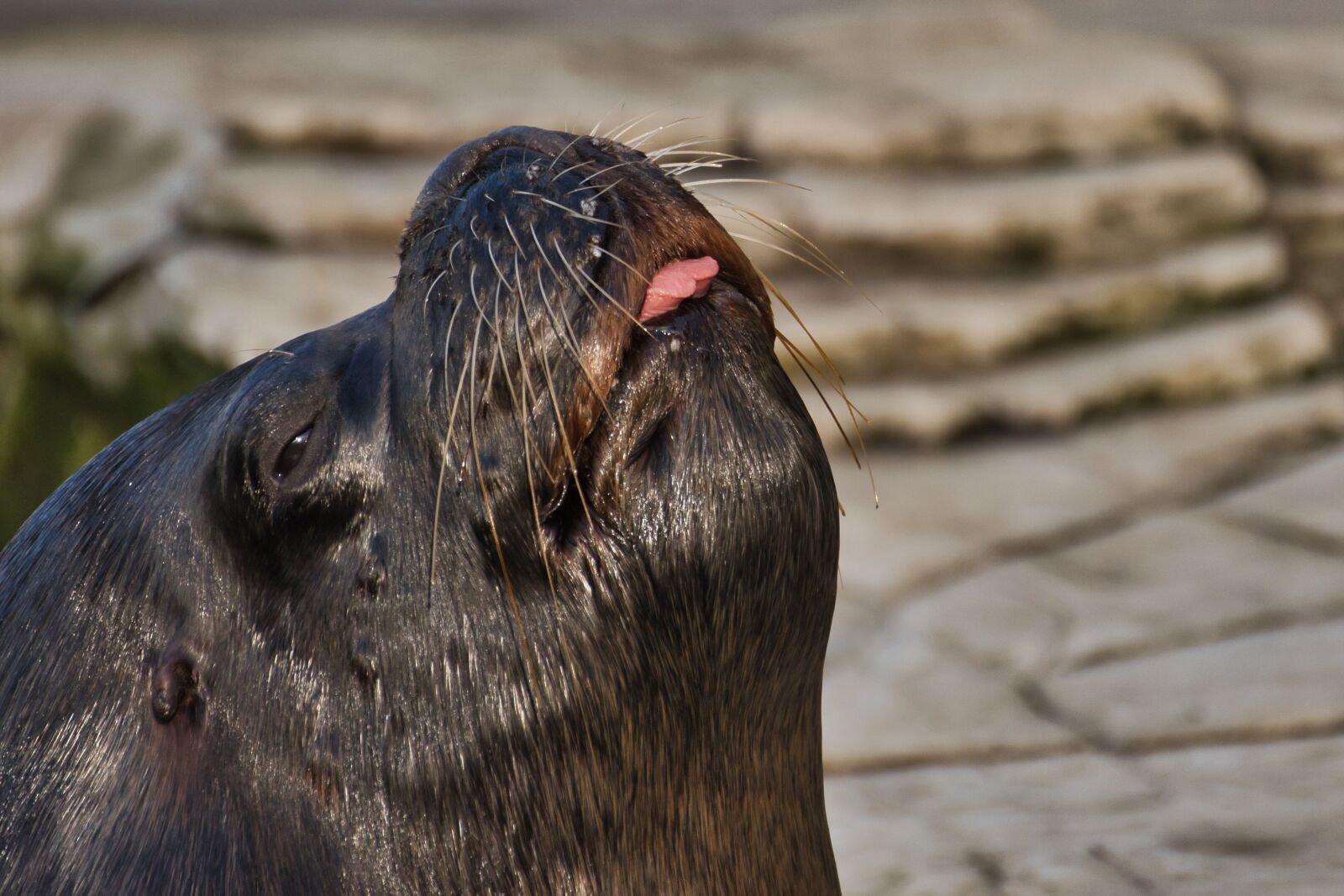 Nikon D5300 sample photo. Animal, water, meeresbewohner photography